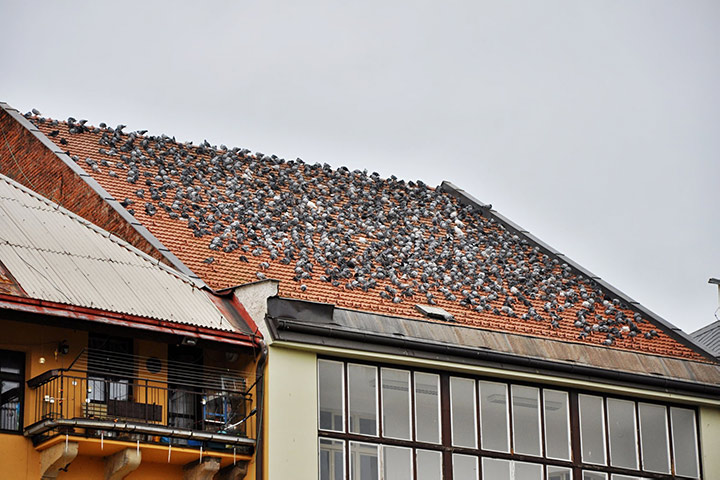 A2B Pest Control are able to install spikes to deter birds from roofs in Andover.