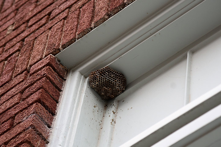 We provide a wasp nest removal service for domestic and commercial properties in Andover.